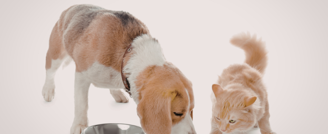 Melhores Comedouros para Cães e Gatos: Saúde começa na tigela