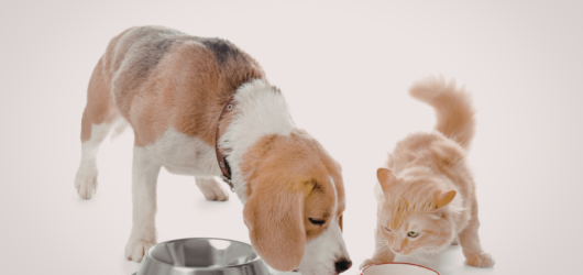 Comedouros para pets