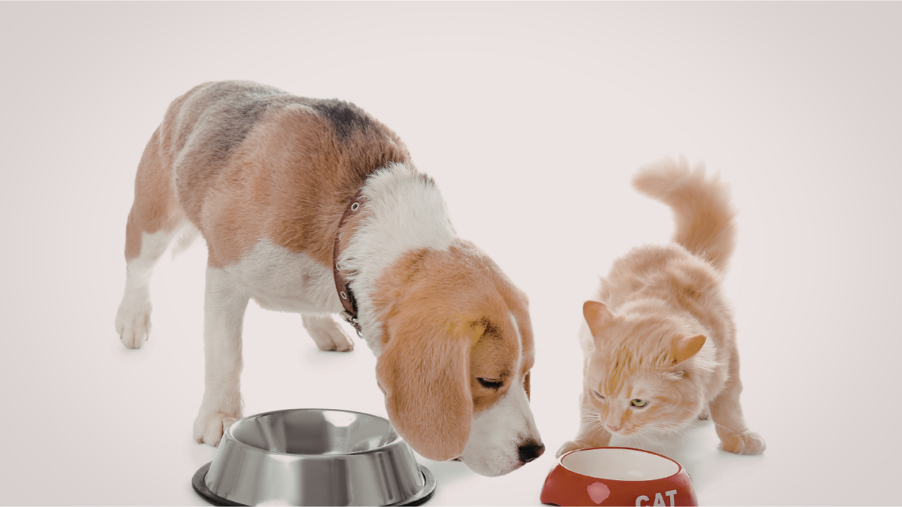 Melhores Comedouros para Cães e Gatos: Saúde começa na tigela