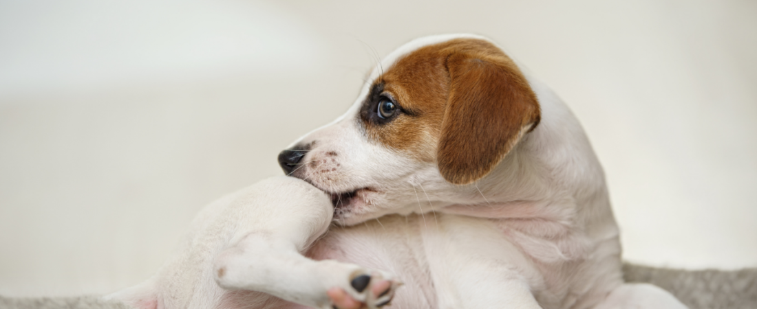 Melhores Antipulgas para Cães e Gatos: Comparativo Completo