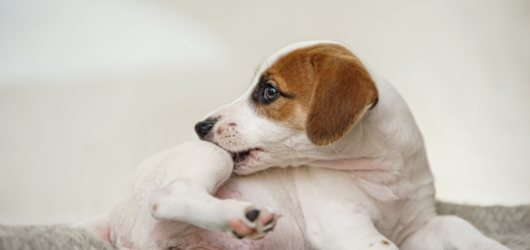 Antipulgas para pets