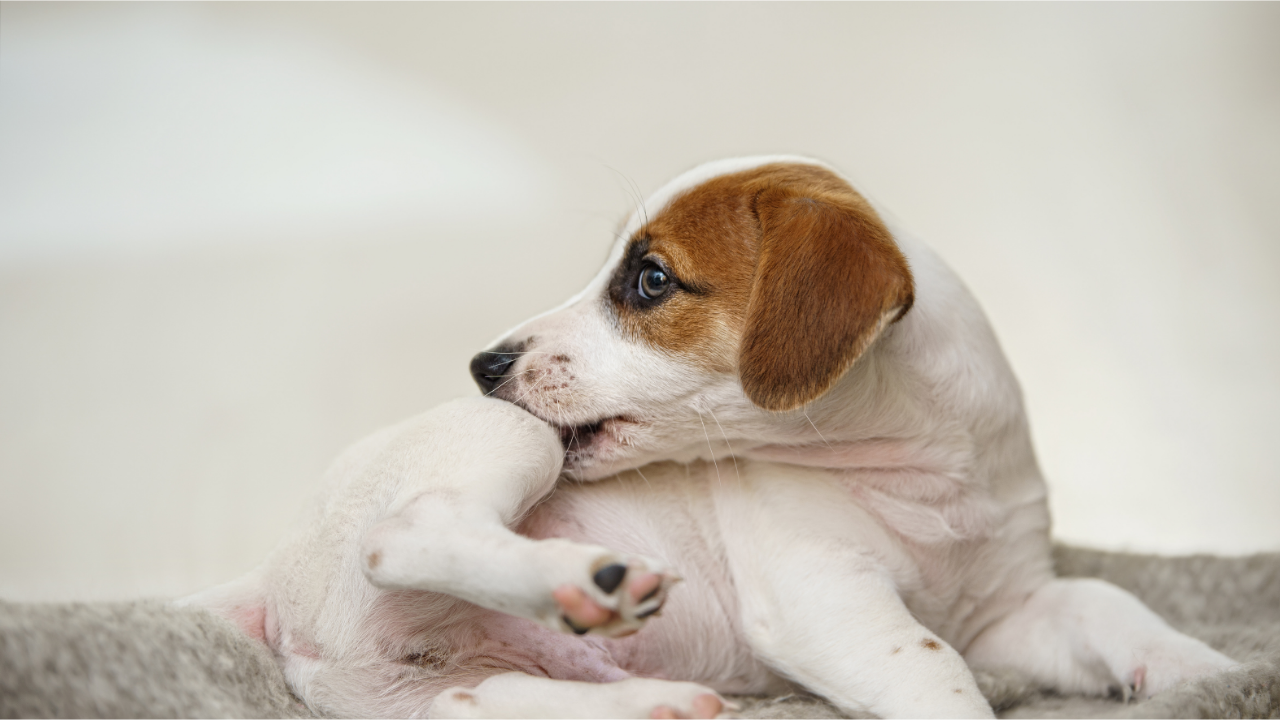 Melhores Antipulgas para Cães e Gatos: Comparativo Completo