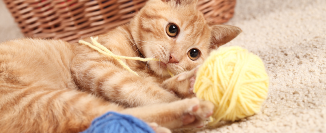 Melhores Brinquedos para Gatos: Estimulação Mental e Física em Casa