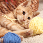 Melhores Brinquedos para Gatos: Estimulação Mental e Física em Casa Cachorro raça golden retriever - guias de raças e cuidados - Pet Sereno
