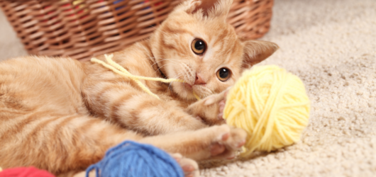 Brinquedos para gatos