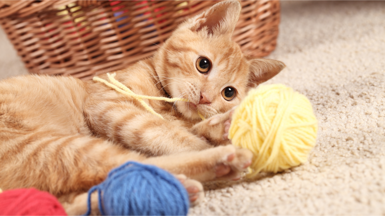 Melhores Brinquedos para Gatos: Estimulação Mental e Física em Casa