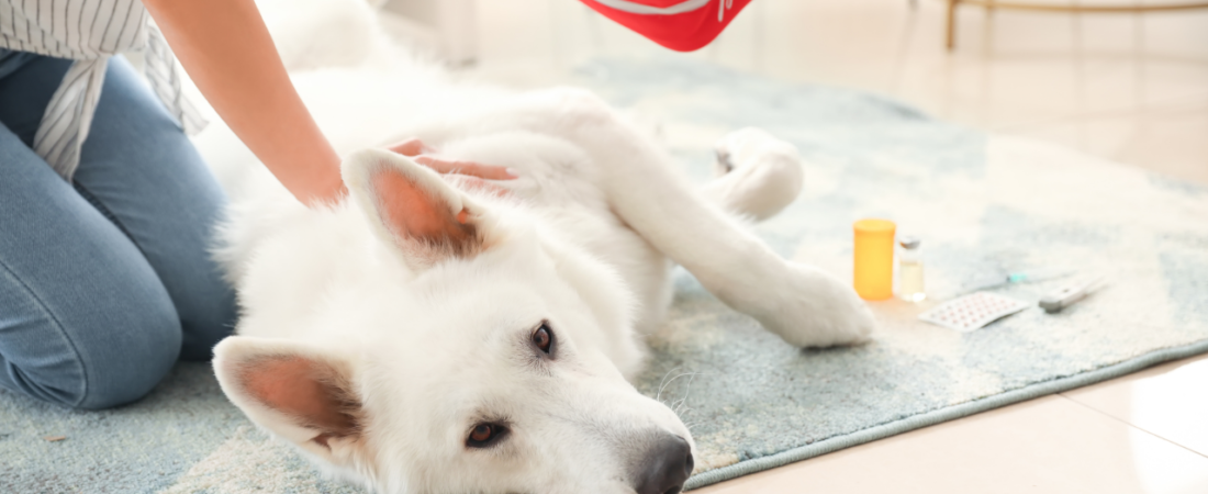 Kit de Primeiros Socorros para Pets: O Que Todo Tutor Deve Ter em Casa