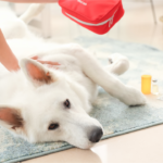 Kit de Primeiros Socorros para Pets: O Que Todo Tutor Deve Ter em Casa Pessoa cuidando de cachorro branco no chão - primeiros socorros para pets em casa