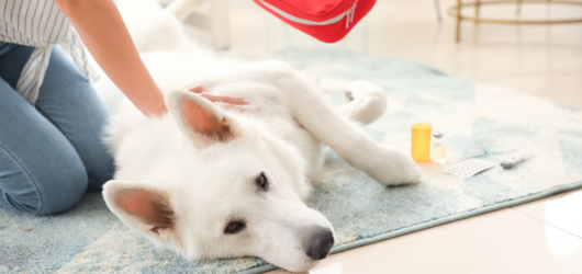 Kit de Primeiros Socorros para Pets: O Que Todo Tutor Deve Ter em Casa