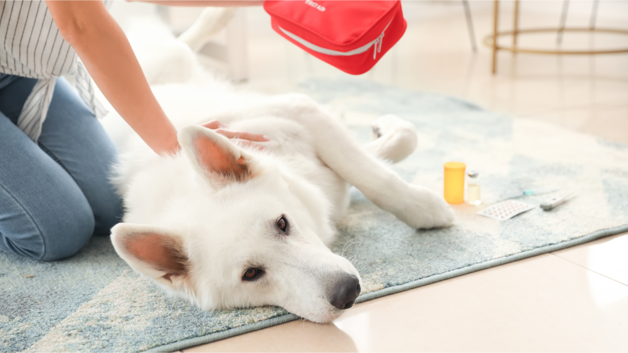 Kit de Primeiros Socorros para Pets: O Que Todo Tutor Deve Ter em Casa