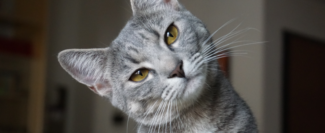 Por Que o Meu Gato Faz Isso? 12 Comportamentos Felinos Explicados pela Ciência