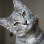Gato doméstico olhando curiosamente para câmera - comportamento felino e linguagem corporal dos gatos