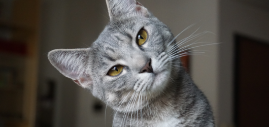 Por Que o Meu Gato Faz Isso? 12 Comportamentos Felinos Explicados pela Ciência