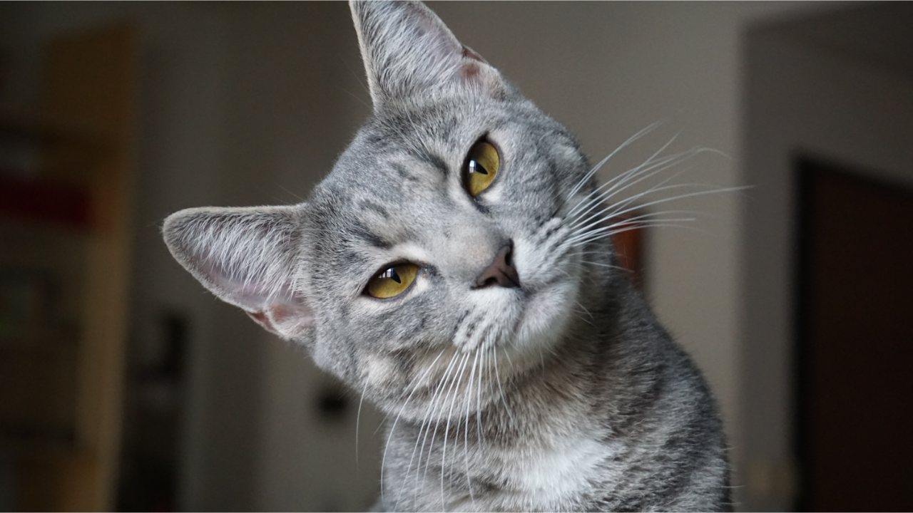 Por Que o Meu Gato Faz Isso? 12 Comportamentos Felinos Explicados pela Ciência