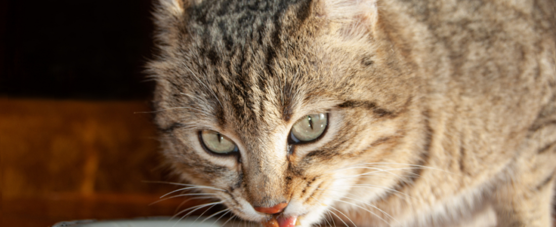 Melhores Rações para Gatos: Úmida, Seca ou Mista?