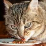 Melhores Rações para Gatos: Úmida, Seca ou Mista? Cão e criança brincando juntos - convivência segura com pets - Pet Sereno