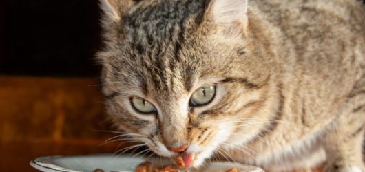 Rações para gatos