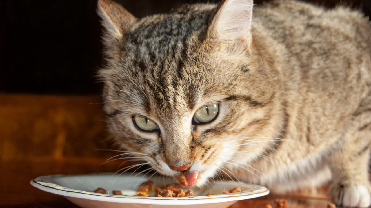 Melhores Rações para Gatos: Úmida, Seca ou Mista?