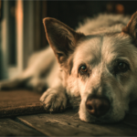 Suplementos para Cães: Quando São Necessários e Quais Realmente Funcionam Tutor acariciando cachorro feliz em casa - bem-estar pet - Pet Sereno