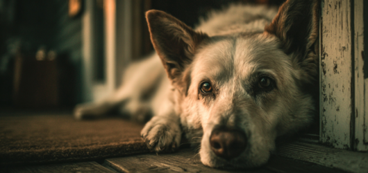 Suplementos para Cães: Quando São Necessários e Quais Realmente Funcionam