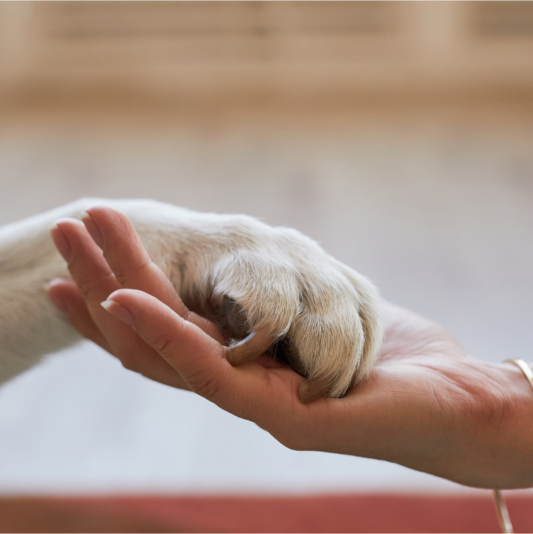 A dog lies comfortably on a neatly made bed, which has a colorful patterned blanket and pillows. Bookshelves filled with books line the walls, and several posters are displayed above the bed. The room is softly lit, creating a cozy atmosphere.