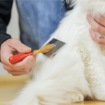 Queda de Pelos do Pet: O que é Normal, o que é Sinal de Alerta e Como Controlar Cão e gato saudáveis juntos - cuidados com animais de estimação - Pet Sereno