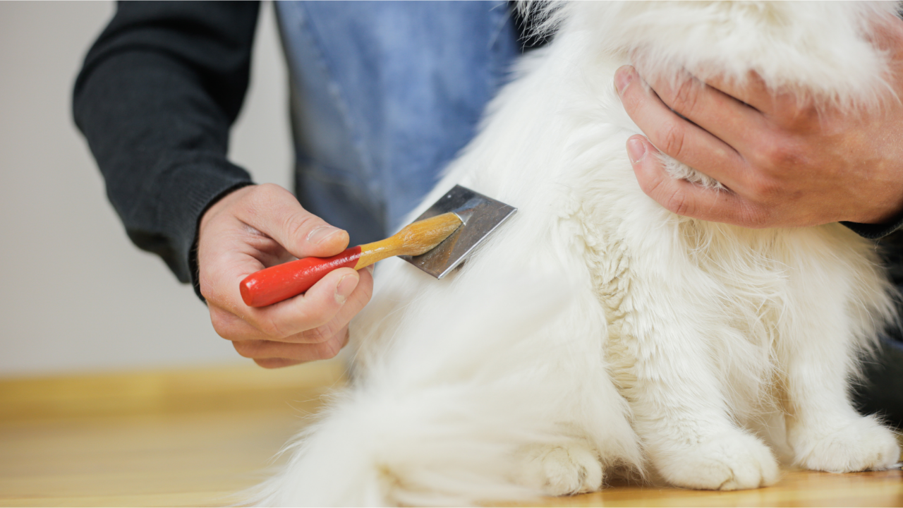 Queda de Pelos do Pet: O que é Normal, o que é Sinal de Alerta e Como Controlar