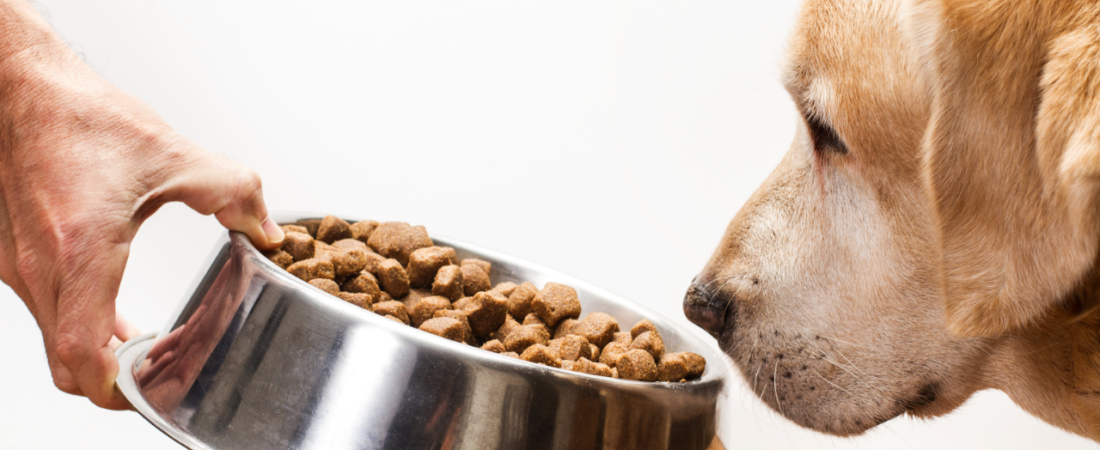 Melhores Rações para Cães: Guia Completo para Escolher a Ideal