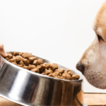 Cachorro com brinquedo na boca - estimulação mental e física canina - Pet Sereno