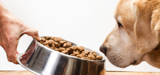 Rações para cães