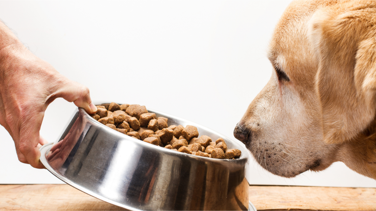 Melhores Rações para Cães: Guia Completo para Escolher a Ideal