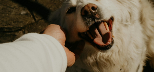 Comedouros para Cães e Gatos