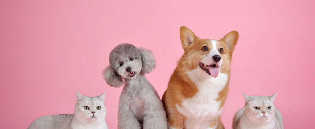 Como Cuidar do Seu Pet no Dia a Dia: Guia Prático para Tutores