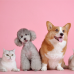 Como Cuidar do Seu Pet no Dia a Dia: Guia Prático para Tutores Pet dormindo confortavelmente - descanso e bem-estar animal - Pet Sereno
