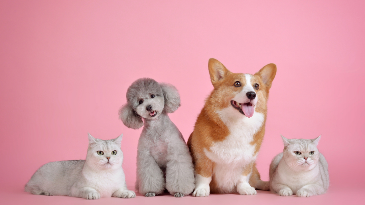 Como Cuidar do Seu Pet no Dia a Dia: Guia Prático para Tutores
