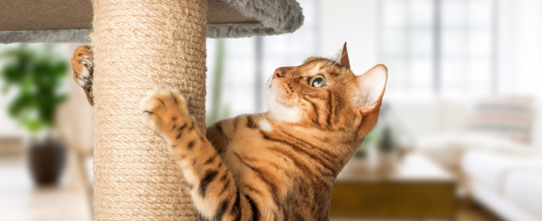 Arranhadores para Gatos: Como Escolher e Por Que Seu Felino Precisa