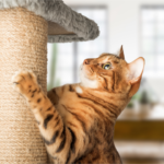 Arranhadores para Gatos: Como Escolher e Por Que Seu Felino Precisa Gato arranhando um arranhador vertical de sisal em ambiente doméstico sereno
