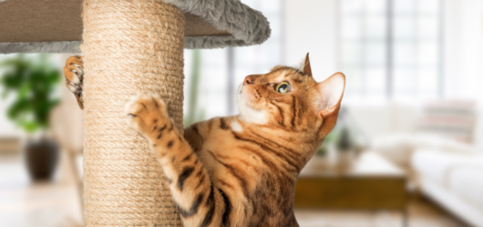 Arranhadores para Gatos: Como Escolher e Por Que Seu Felino Precisa