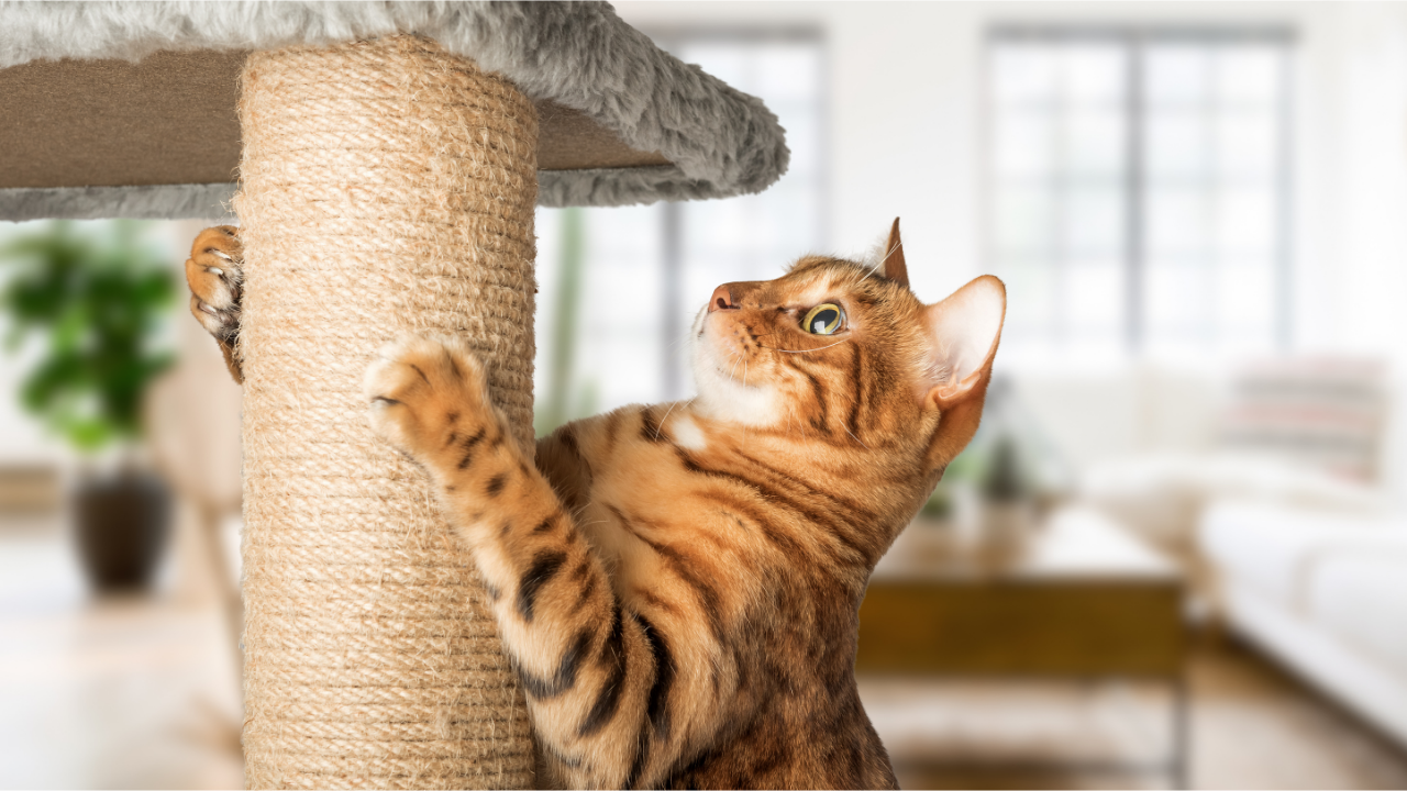 Arranhadores para Gatos: Como Escolher e Por Que Seu Felino Precisa