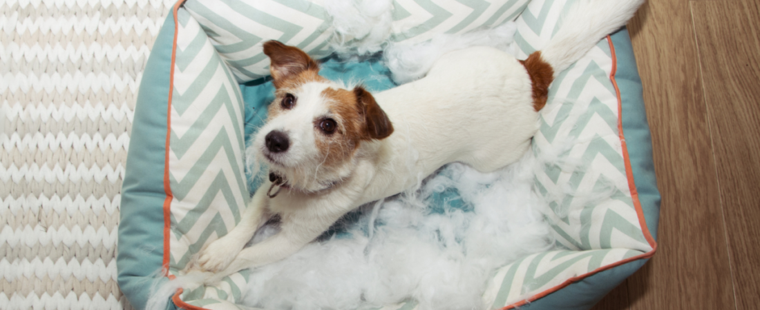Meu Cachorro Tem Ansiedade? Sinais, Causas e Como Ajudar de Verdade