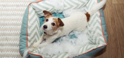Meu Cachorro Tem Ansiedade? Sinais, Causas e Como Ajudar de Verdade