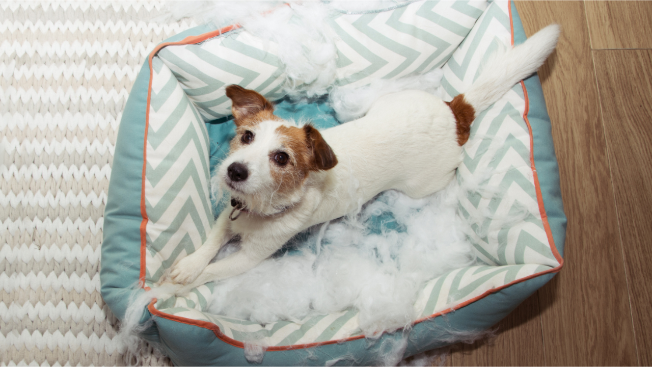 Meu Cachorro Tem Ansiedade? Sinais, Causas e Como Ajudar de Verdade