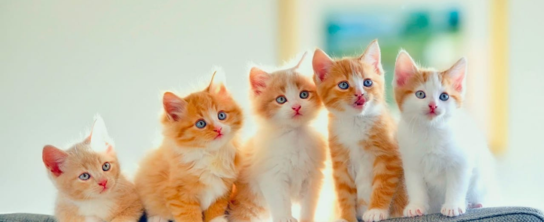 Saúde e Bem-Estar do Pet: Guia Essencial para um Animal Saudável e Feliz