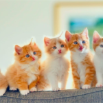 Animal de estimação saudável e feliz com tutor - saúde e bem-estar do pet guia essencial