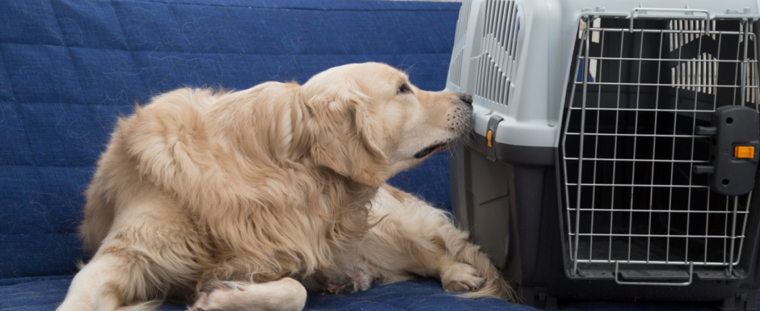 Caixa de Transporte para Cães e Gatos: Segurança em Viagens e no Veterinário