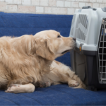 Caixa de transporte para cães e gatos usada com segurança em viagem e ida ao veterinário