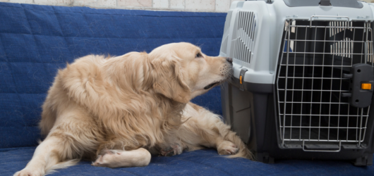 Caixa de Transporte para Cães e Gatos: Segurança em Viagens e no Veterinário