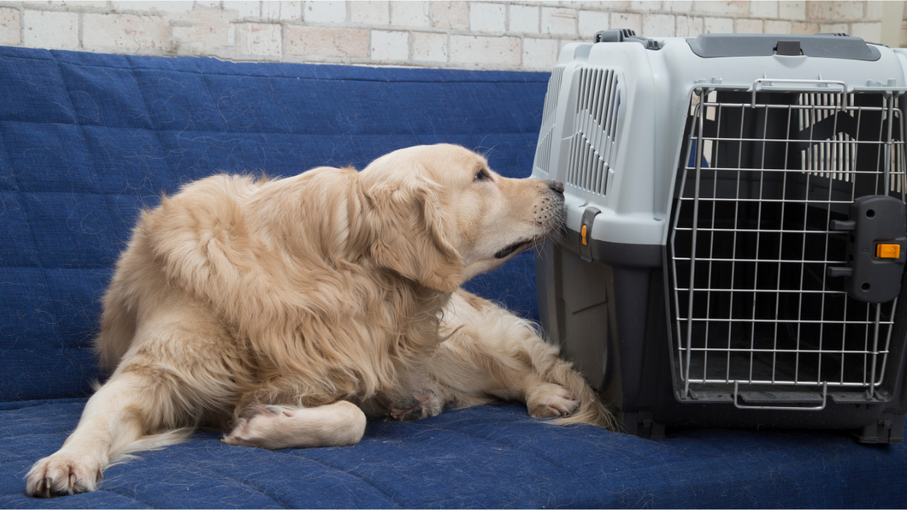Caixa de Transporte para Cães e Gatos: Segurança em Viagens e no Veterinário
