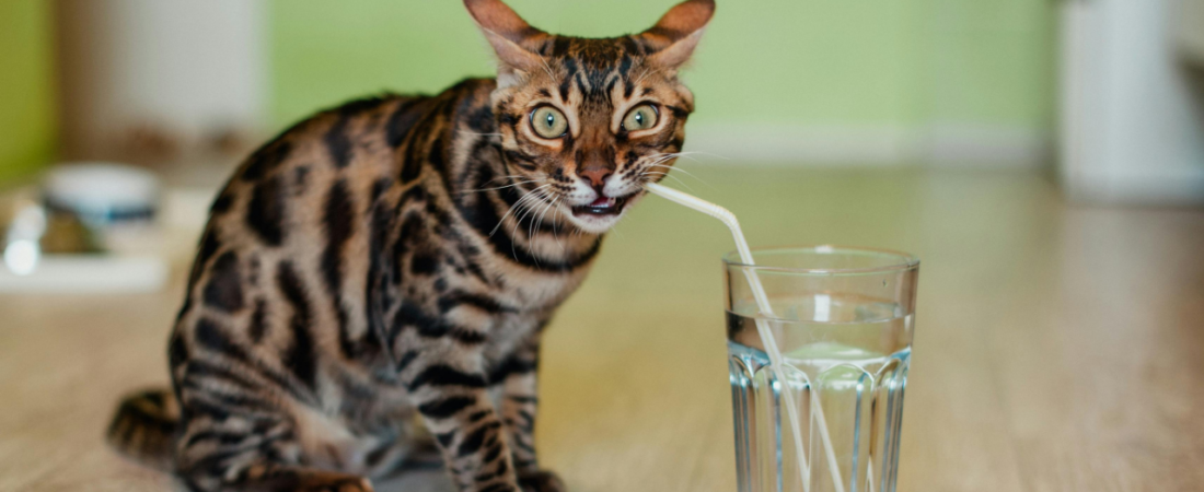 Fonte de Água para Gatos: Eles Bebem Pouco e Isso é um Problema