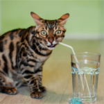 Fonte de Água para Gatos: Eles Bebem Pouco e Isso é um Problema Gato bebendo água em uma fonte de água para gatos sobre uma mesa